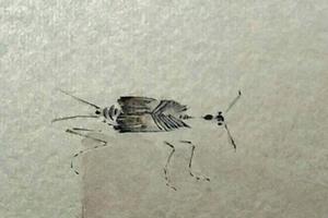 我的虫虫们