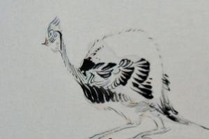 我的小鸟们