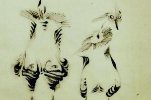 我的小鸟们