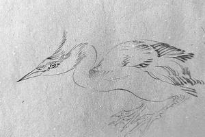 我的小鸟们