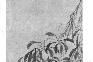 荔柿图