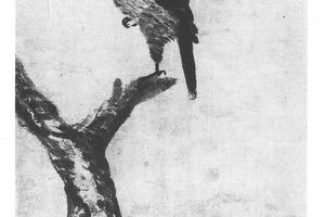 雄鹰