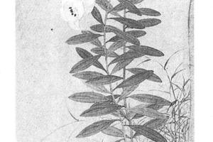 芭蕉双鸽图