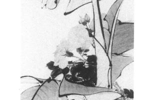蕉花母鸡图