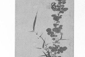 菊花图