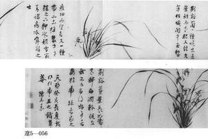 兰花