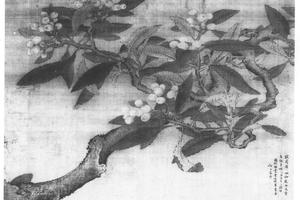 枇杷