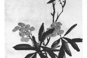 枇杷轴
