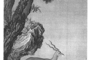 松树羚羊图