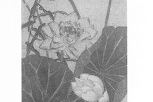 荷花翠鸟图