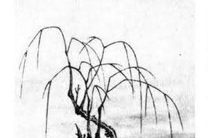 柳荫渔艇圆