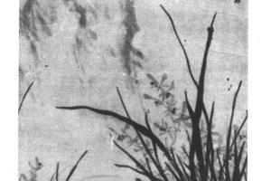 绫本兰石图轴