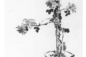 盆菊轴