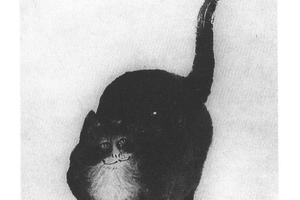 猫蝶图