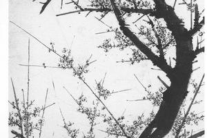梅花轴