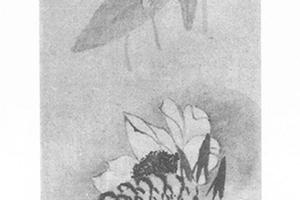 莲花图