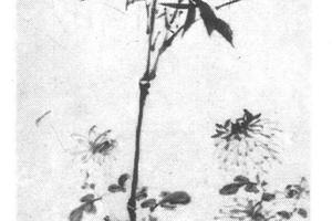竹石菊花图