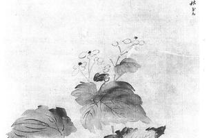 秋海棠图