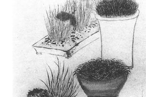 蒲草