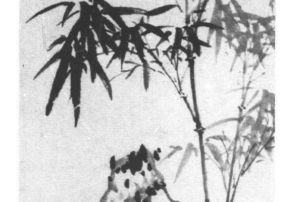 竹石图