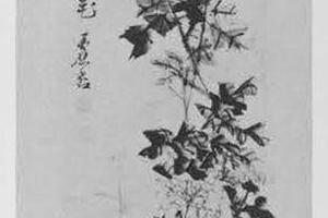 菊图