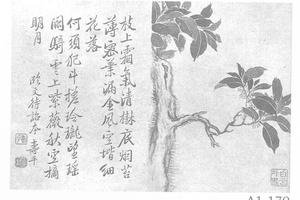 紫薇图册页