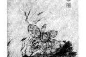 莲花图
