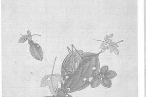 虫图册页