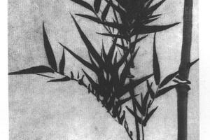 竹