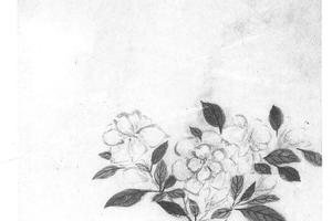 栀子花图