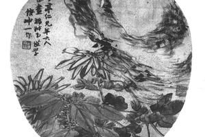 菊石图