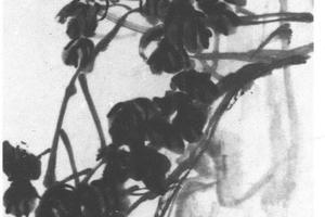 菊石