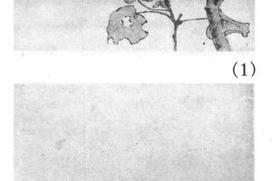 四季花卉十二条
