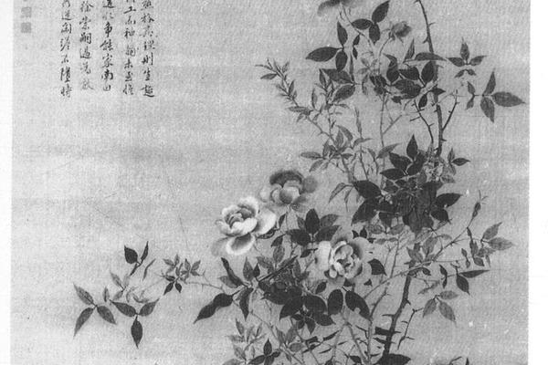 月季花图