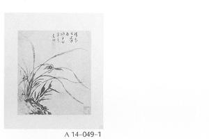 墨兰图册页