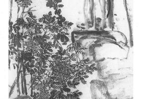 铁纲珊瑚图