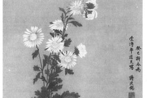瓶菊