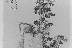 菊石图