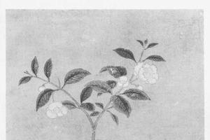 茶花图