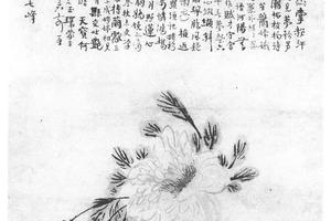 黄牡丹