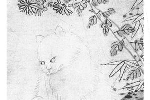 杞菊猫蝶