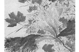 芙蓉鹊鴒图