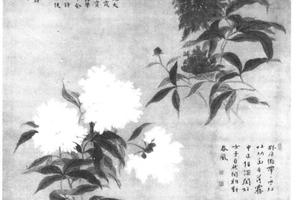 红白芍药图