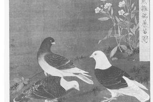 雏鸽药苗图