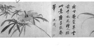 萱花秋葵图
