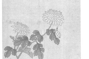 菊图册页