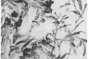 芍药花图
