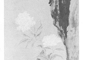 白芍药图
