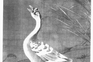 芦花义爱