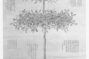 仿御笔盆橘图